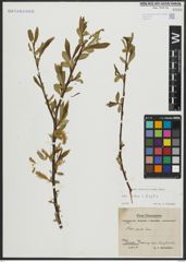 Foto von Salix alba L. x Salix fragilis L.